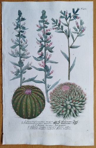 Cactus grande - cactus,