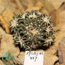 5,7 cm 12 teste raro Ariocarpus kotschoubeyanus WYSIWYG vendita boutique autoradicata