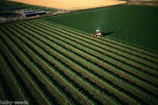 Alfalfa Seed Common -