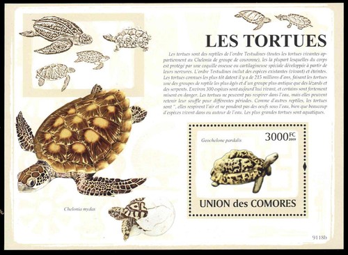 Isole comoro 1106 tartaruga - -,