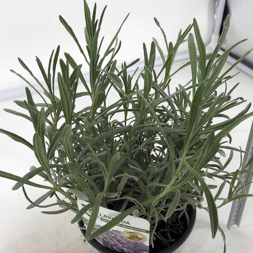 Pianta lavanda vera vaso - 1,