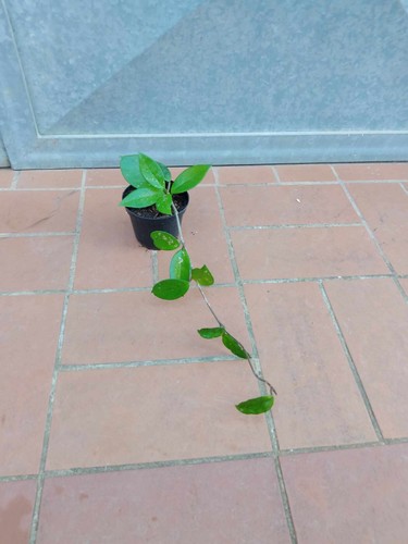Pianta hoya carnosa fiori - carnosa,