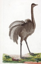 1789, ACQUERELLO ANTICO ORIGINALE RAME SHAW & NODDER STRUZZO AMERICANO VBG