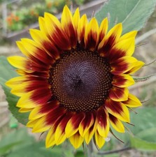 40 semi Girasole Multiflora