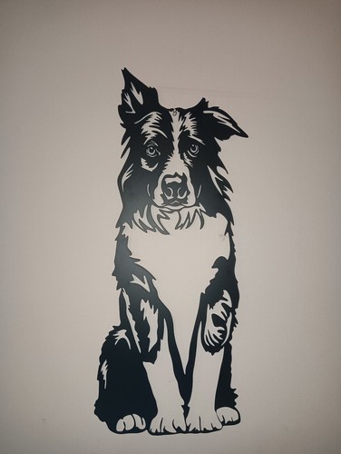 Cane border collie nero - border,