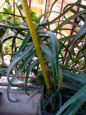 Talea Aloe Arborescens senza radici, H:40cm, D:40cm Pianta & proprietà benefiche