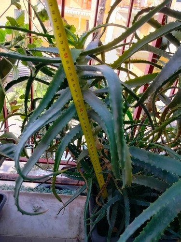 Talea aloe arborescens senza - talea,