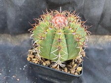 MELOCACTUS MATANZANUS CACTUS
