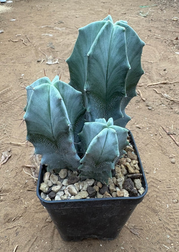 Stenocereus pruinosus cactus - -,