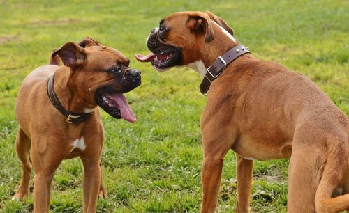 Poster boxer cane foto - boxer,