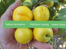 Nettarina gialla, varietà cimelio 1 bareroot innestato