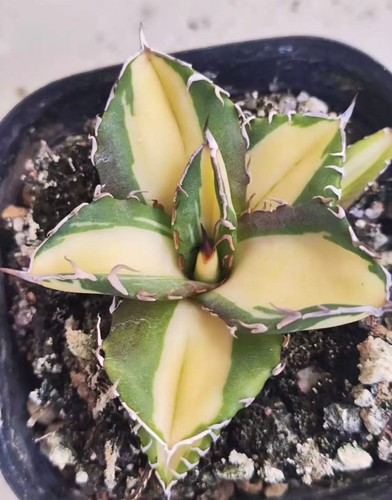 1pz pianta succulenta - 1pz, di