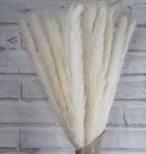 Erba Pampa Naturale Elegante