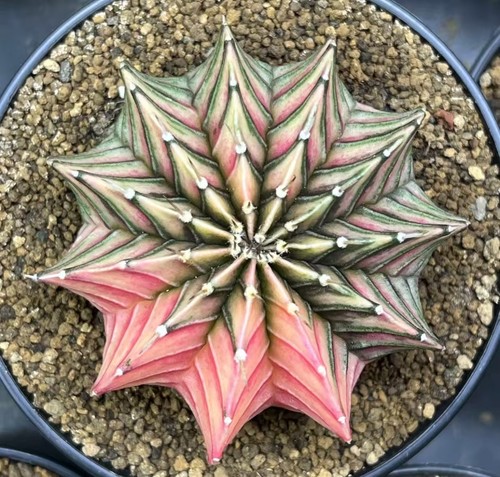 Gymnocalycium mihanovichi - cm,