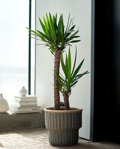 Pianta yucca vaso 12cm - vaso,