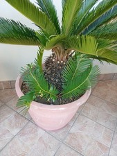 Cycas Con Vaso