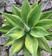 Agave attenuata 10-30cm |