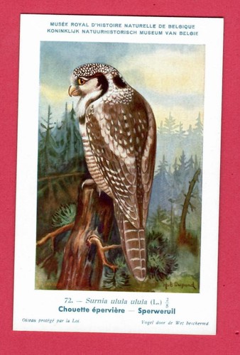 Gufo cartolina epoca 319 - gufo,