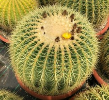 ECHINOCACTUS GRUSONII Ø50 cm CACTUS PIANTE GRASSE AGAVE SUCCULENTE