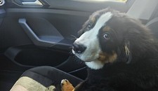 Cuccioli di cane Bovaro del