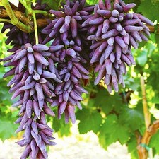 Uva da tavola 2 anni "Halloween"