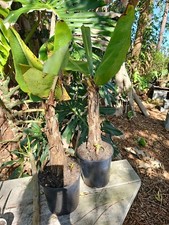 Musa Banana Dwarf Cavendish