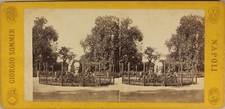 Italia Palermo Villa Giulia Foto Giorgio Sommer c1865 Stereo Albumina