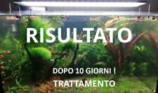 ANTI ALGA, acquario e laghetto, 10 lumache Red + 2 in regalo+2 piante Cerantophy