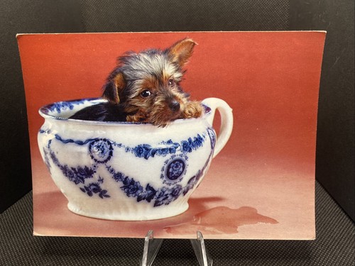 Cartolina yorky cucciolo in - yorky,