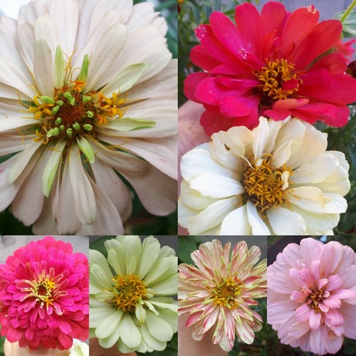 Semi zinnia dahlia bon - semi🌺zinnia,