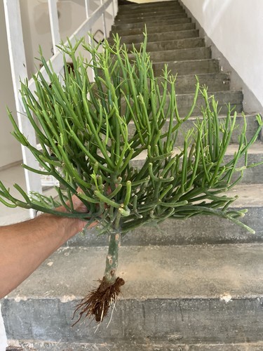 Bonsai euphorbia tirucalli - bonsai,