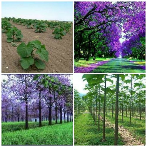 Paulownia elongata albero - paulownia, elongata,