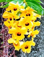 Dendrobium fimbriatum var