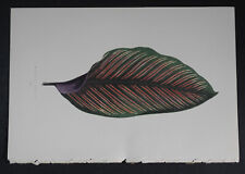 1861 Orig.Color Print: LOWE.Botanical Leaved Plant"Maranta Regalis"T.XX.