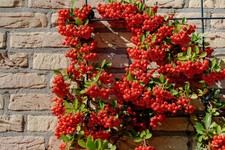 Piracanta rossa "Pyracantha