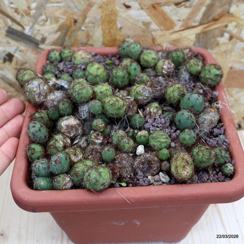 Tunilla soehrensii vaso - 18, cm