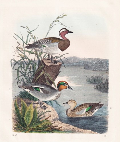 Anatre selvatiche uccelli - selvatiche,
