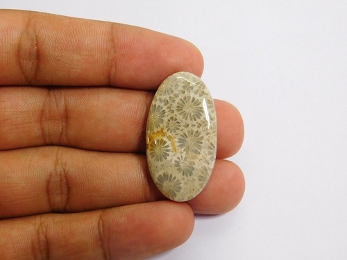100 naturale fossil corallo - 100%,