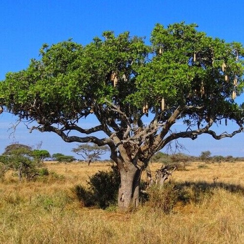 Semi kigelia pinnata - di,