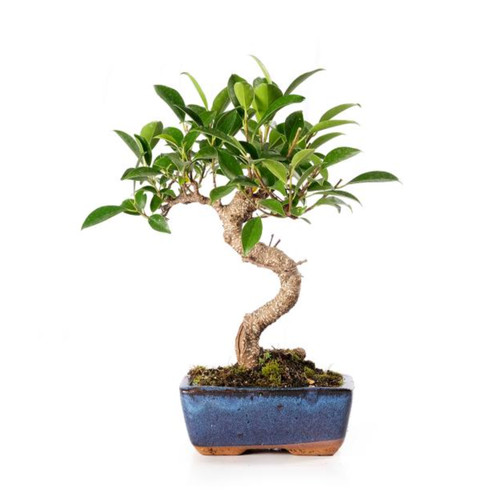 Bonsai ficus retusa - bonsai, microcarpa