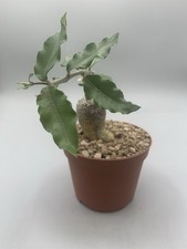 FOCKEA  EDULIS Caudex , Vaso