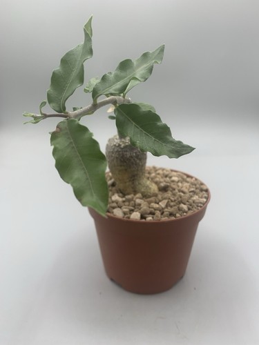 Fockea edulis caudex - fockea , ,