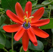 Passiflora manicata, Passione