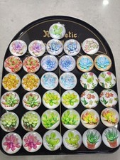 Set3 calamita frigo pianta