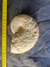 FOSSILE AMMONITE CON PIRITE