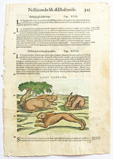 MATTIOLI Xilografia 1500