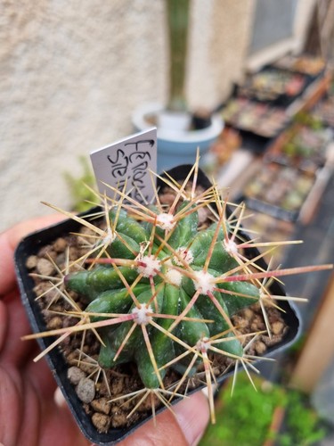 Ferocactus stainesii cactus - stainesii,