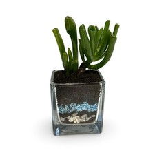 Set 10 mini piante grasse Vere