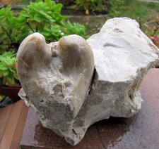 Perfetto fossile di MEGALODON