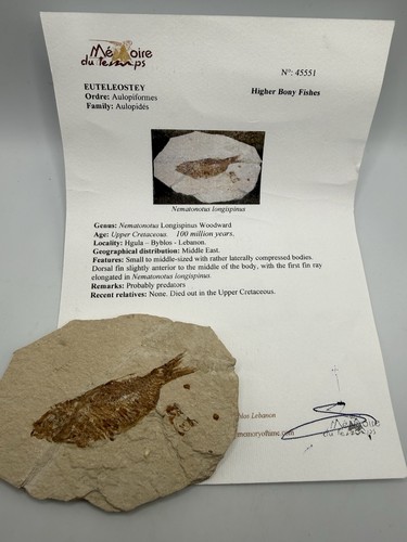 Pesce fossile nematonotus - pesce,
